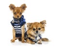 Tow dressed Chihuahuas (2 years old) Royalty Free Stock Photo