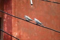 Tow Eurasian Collared Dove sitting and enjoying rain Royalty Free Stock Photo