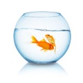 Tow goldfishes in a fishbowl