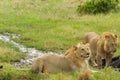 Tow male lions hunting down an old buffalo male in Masai Mara national park in Keny Royalty Free Stock Photo