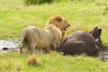 Tow male lions hunting down an old buffalo male in Masai Mara national park in Kenya, Royalty Free Stock Photo