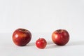 Tow parent apples with a baby apple on red background