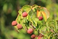 Red rasberry tree and green leaves