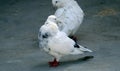 Pair of white pigeons Royalty Free Stock Photo