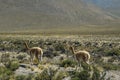 Tow wild vicunas are looking for something to eat in the wild of Peru.