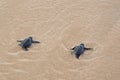 Toward the ocean. Newly hatched baby turtles Royalty Free Stock Photo