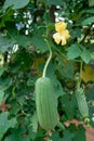 Towel gourd Royalty Free Stock Photo