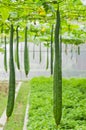 Towel gourd Royalty Free Stock Photo