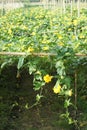 Towel gourd field