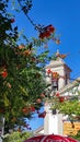 Tower bell flowers Portugal summer