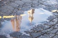 Tower bell reflection in a water puddle after the rain Royalty Free Stock Photo