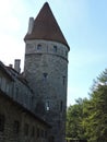 Tower on the blue sky background and fir trees in sunny summer Tallinn