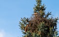 Kestrels fly over your eyrie for hunting in Hamburg, Germany