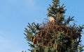 Kestrels fly over your eyrie for hunting in Hamburg, Germany