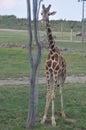 A Tower Of Giraffe Arround Tree. Columbus Zoo, Ohio