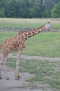 A tower of Giraffe, columbus Zoo, ohio Royalty Free Stock Photo