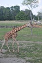 A Tower Of Giraffe, Columbus Zoo, Ohio
