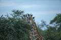 Giraffe feeding in the bush