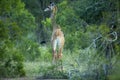 Giraffe feeding in the bush