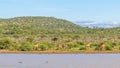 A tower of giraffes  Giraffa Camelopardalis at the river, Madikwe Game Reserve, South Africa. Royalty Free Stock Photo