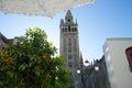 Tower of Giralda, orange tree and white lace umbrella. Blue sky, Seville, Spain Royalty Free Stock Photo