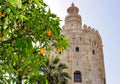 Tower of Gold Torre del Oro and orange tree in Seville, Spain Royalty Free Stock Photo