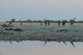 A tower or group of giraffe approaching a watherhole in Etosha National Park in Namibia. Their reflections are visible in water Royalty Free Stock Photo