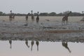 A tower or group of giraffe approaching a watherhole in Etosha National Park in Namibia. Their reflections are visible in water Royalty Free Stock Photo