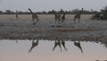 A tower or group of giraffe approaching a watherhole in Etosha National Park in Namibia. Their reflections are visible in water Royalty Free Stock Photo