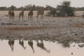 A tower or group of giraffe approaching a watherhole in Etosha National Park in Namibia. Their reflections are visible in water Royalty Free Stock Photo