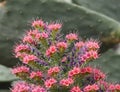 Tower Of Jewels Or Echium Wildpretii In Bloom