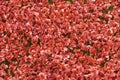 The Tower of London Moat filled with Ceramic Poppies , an art installation named Blood Swept Lands and Seas of Red.