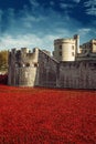 Tower of London 12 Nov 14. Ceramic poppies installation