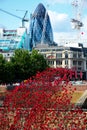 Tower of London Poppies