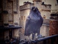 Tower of london raven british history castle Royalty Free Stock Photo