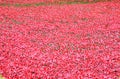 Tower of London with sea of Red Poppies to remember the fallen soldiers of WWI