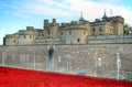 Tower of London with sea of Red Poppies to remember the fallen soldiers of WWI - 30th August 2014 - London, UK Royalty Free Stock Photo