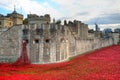 Tower of London with sea of Red Poppies to remember the fallen soldiers of WWI - 30th August 2014 - London, UK Royalty Free Stock Photo