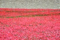 Tower of London with sea of Red Poppies to remember the fallen soldiers of WWI - 30th August 2014 - London, UK Royalty Free Stock Photo