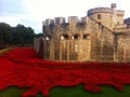 The Tower of London surrounded by Armistice poppies