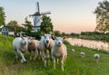 Scenery with a traditional dutch windmill called `De Vlinder` and a flock of sheep in Deil, Province of Gelderland, The Netherland Royalty Free Stock Photo