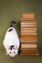 A tower of old books and a cat on an olive green background Royalty Free Stock Photo