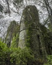 Tower of old celtic ruins in a green bush Royalty Free Stock Photo