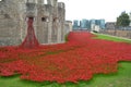 Tower poppy view