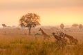 A tower Rothschild`s giraffe Giraffa camelopardalis rothschildi in a beautiful light at sunrise, Murchison Falls National Park,