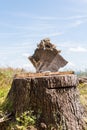 Stones on a tree stump - nature experience