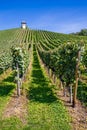 Tower and Vineyard-Meersburg,Germany,Europe Royalty Free Stock Photo