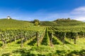 Tower and Vineyard-Meersburg,Germany,Europe Royalty Free Stock Photo