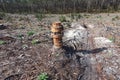 Tower of Wood on Clearcut area in the forest with pine trees cut down as a form of deforestation contributing to climate change