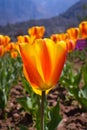 Beautiful yellow tulips. Tulip flowers.